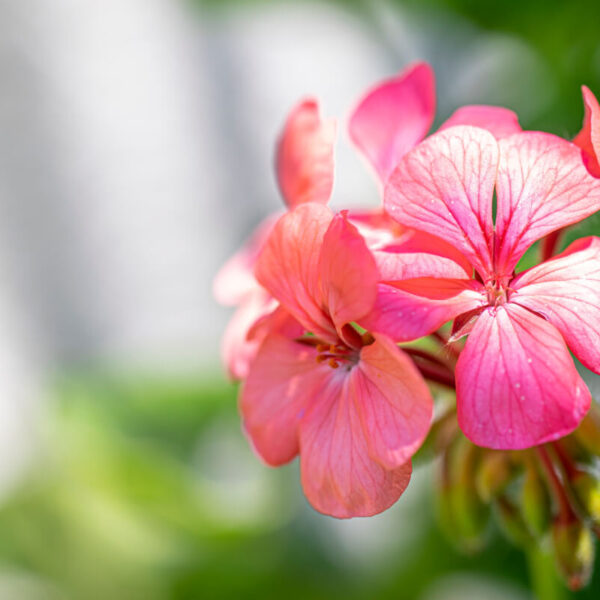 nalewka z geranium