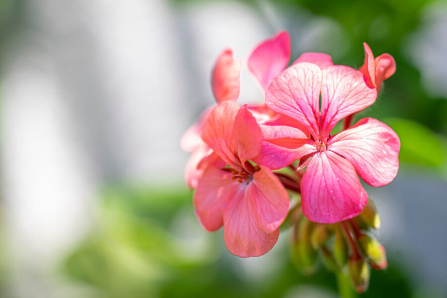 nalewka z geranium