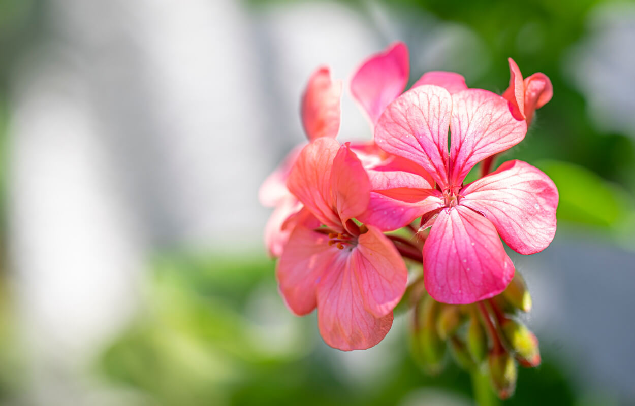 nalewka z geranium